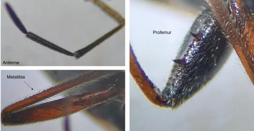 Réf. 285 336 : Eremocoris podagricus